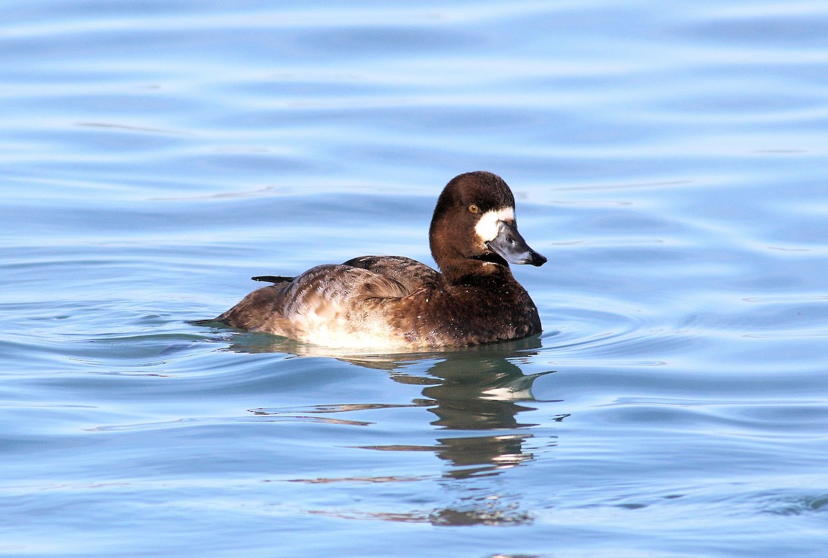 Greater Scaup - ML413245451