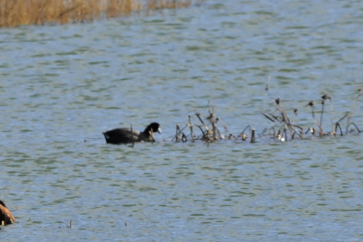 American Coot (Red-shielded) - ML41325031