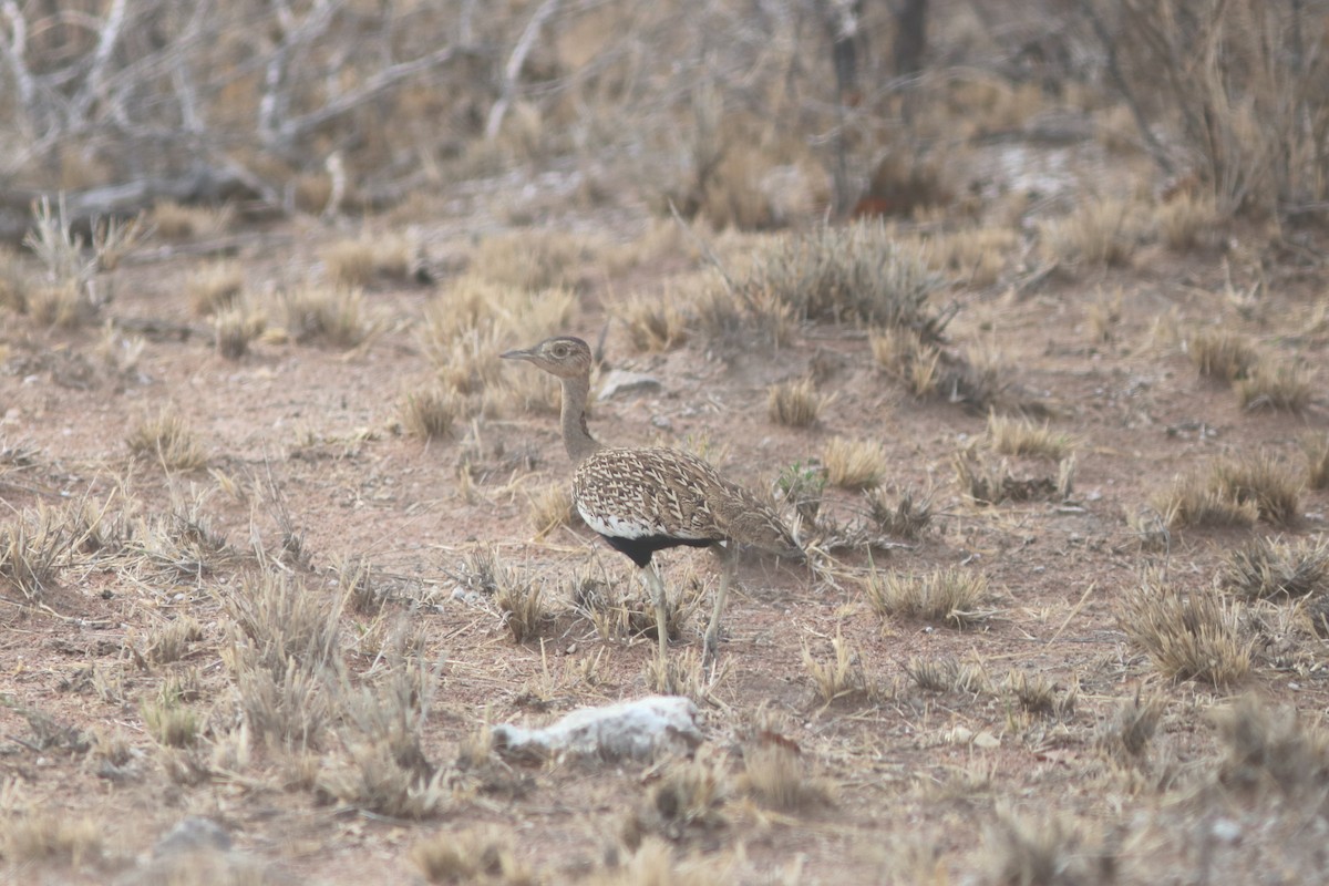 Red-crested Bustard - ML41325441
