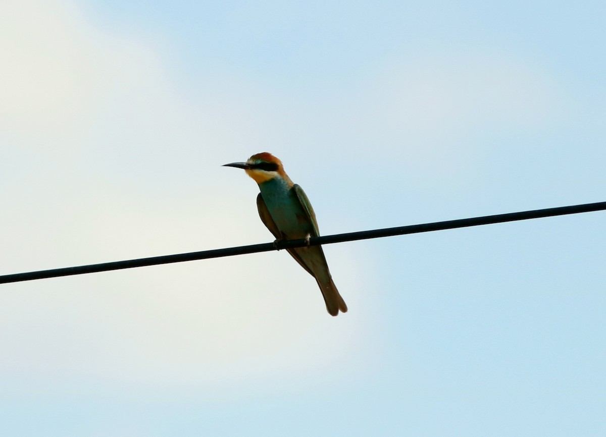 European Bee-eater - John Drummond