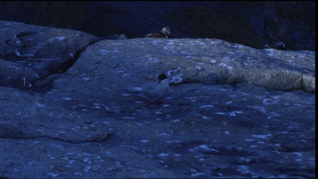 Arctic Tern - ML413261