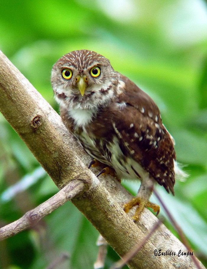 Ferruginous Pygmy-Owl - Euclides "Kilo" Campos