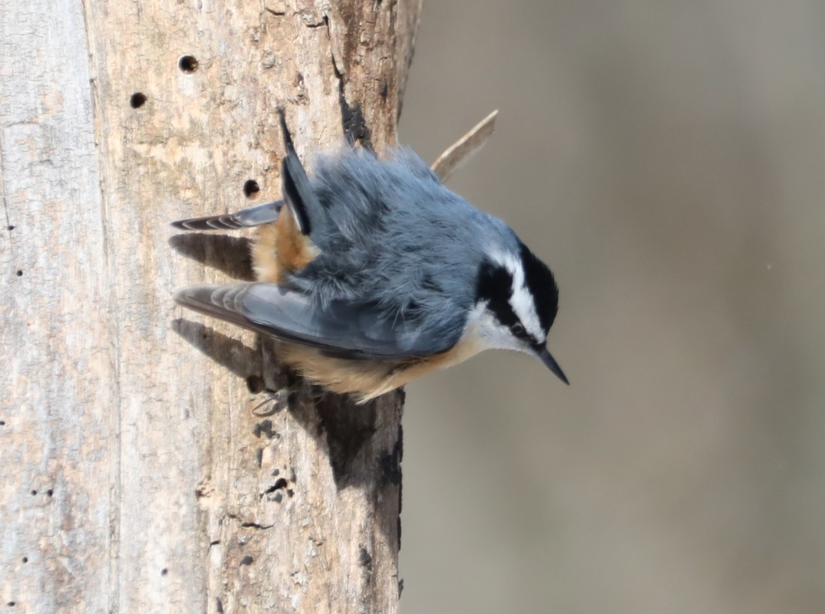 Red-breasted Nuthatch - David Nicosia