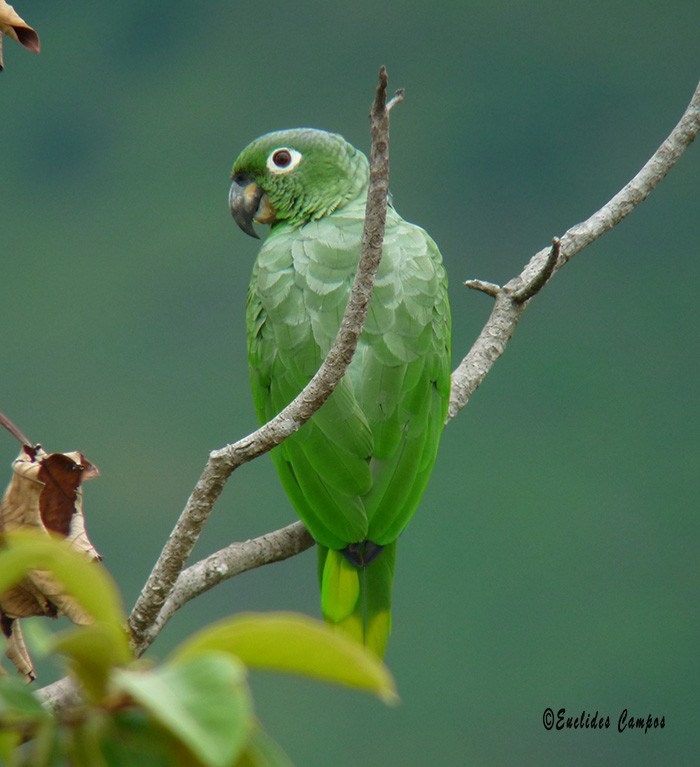 Mealy Parrot - ML41327221