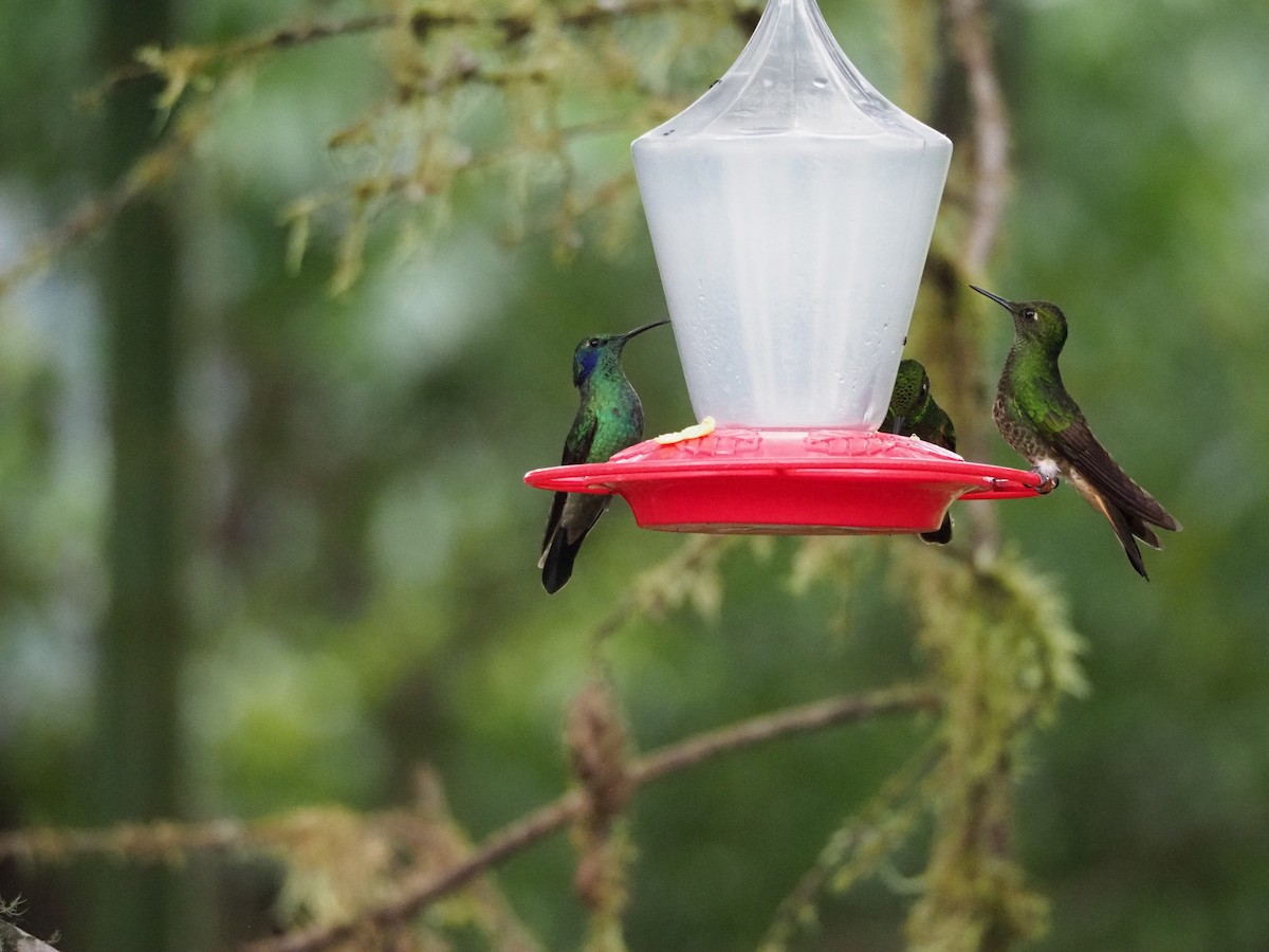 kolibřík modrolící - ML413272911