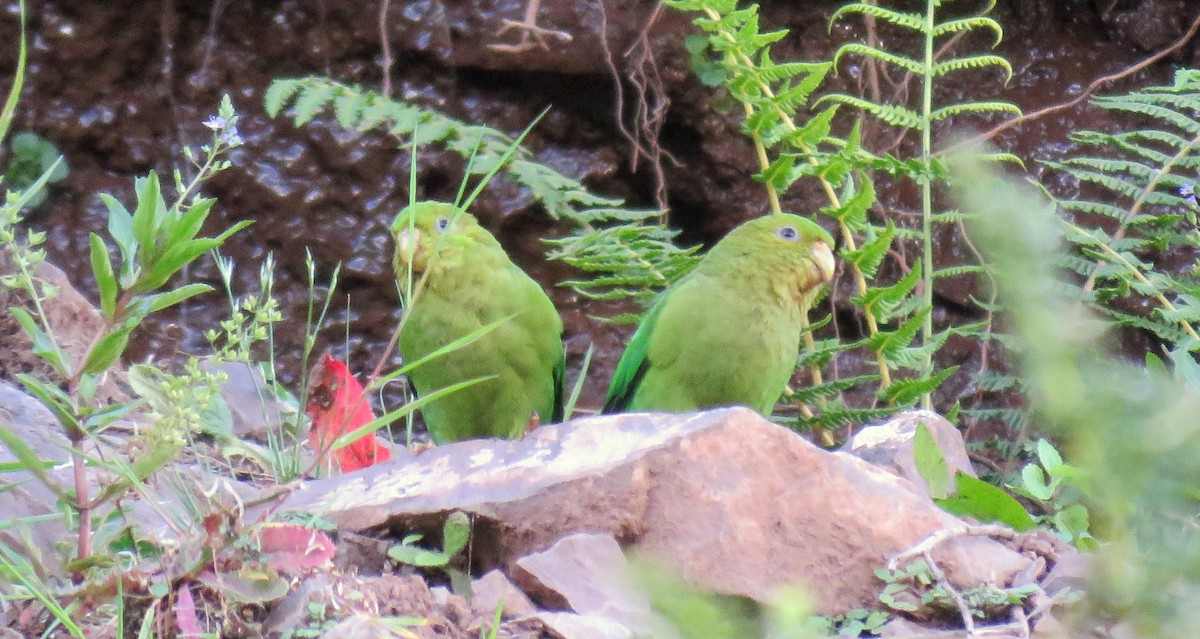 Andean Parakeet - Nestor Ccacya Baca