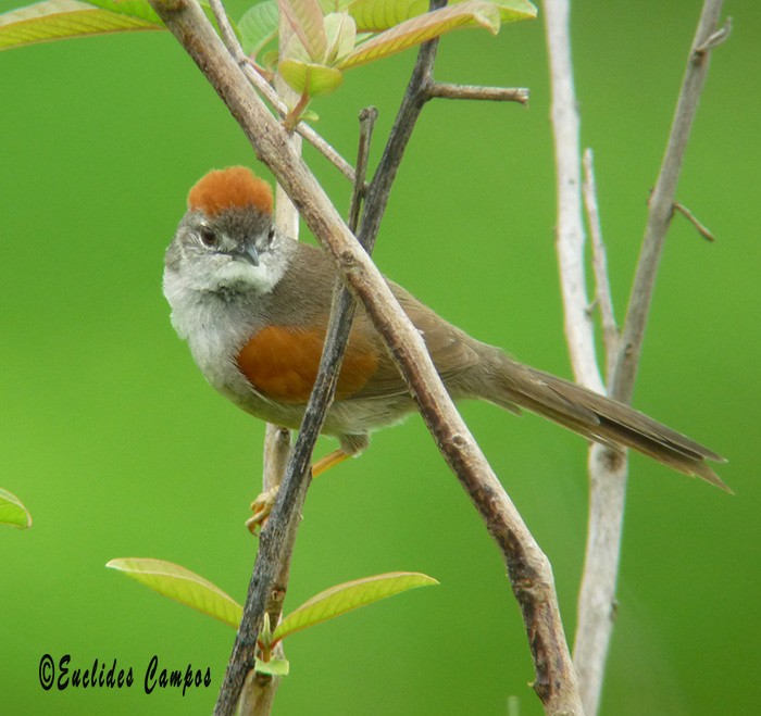 Pale-breasted Spinetail - ML41327431