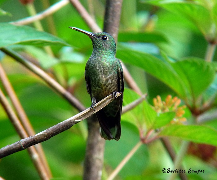 Scaly-breasted Hummingbird - Euclides "Kilo" Campos