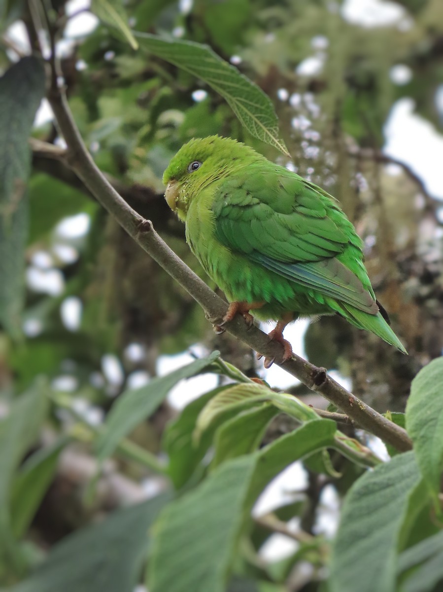 Andean Parakeet - ML413276701