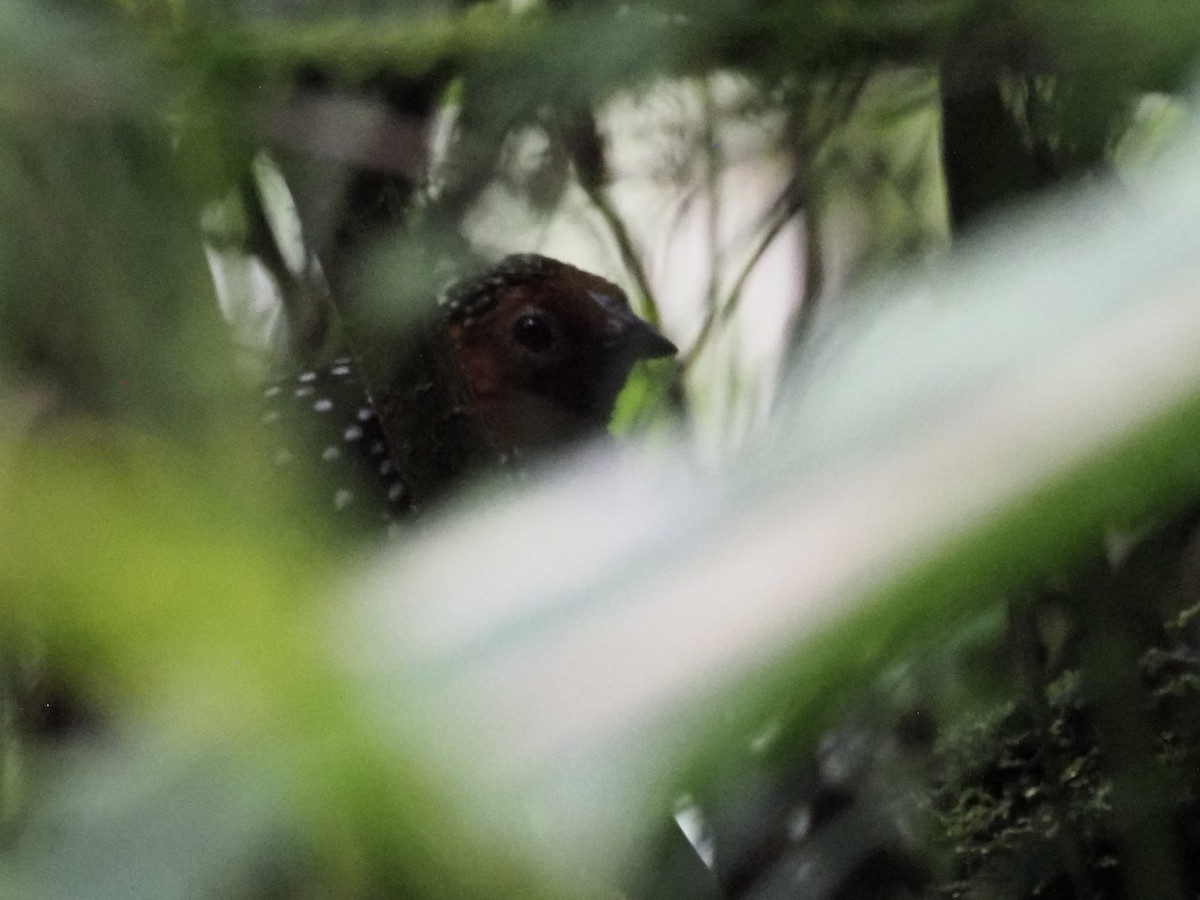 Ocellated Tapaculo - ML413277581