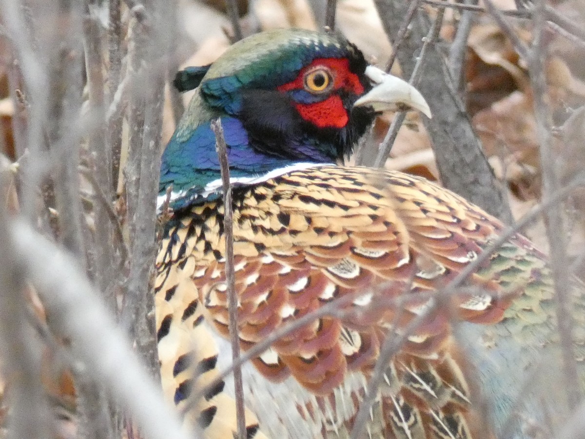 Ring-necked Pheasant - ML413277951