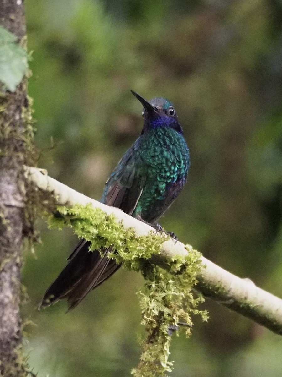 kolibřík modrolící - ML413281961