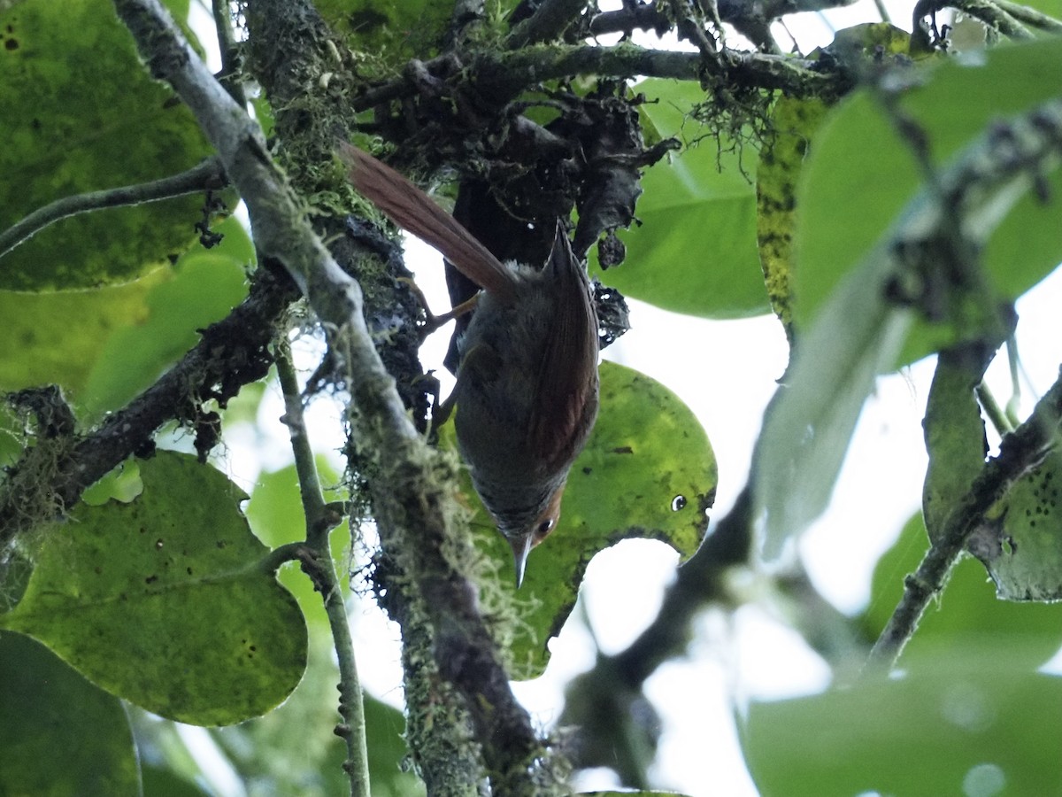 Red-faced Spinetail - Kelly Siderio