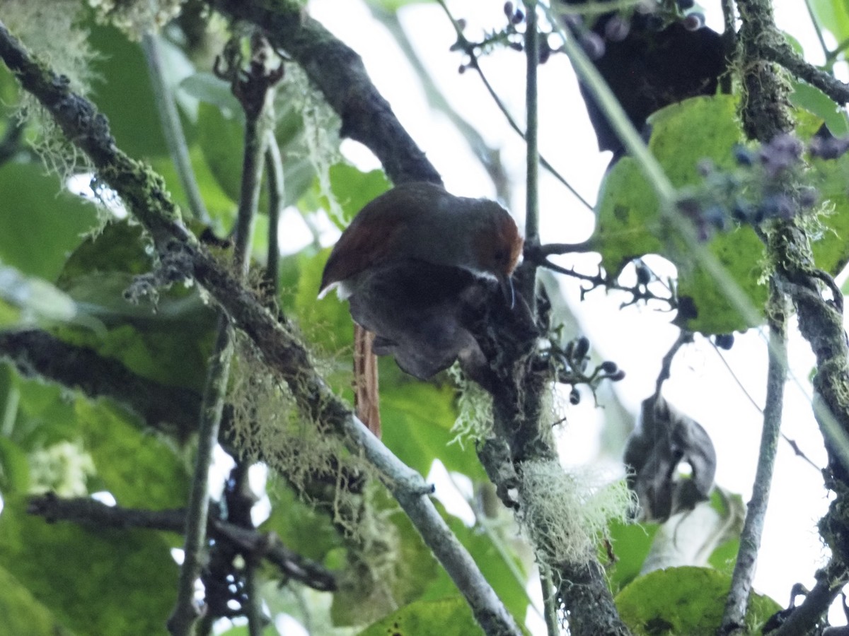 Red-faced Spinetail - ML413283121