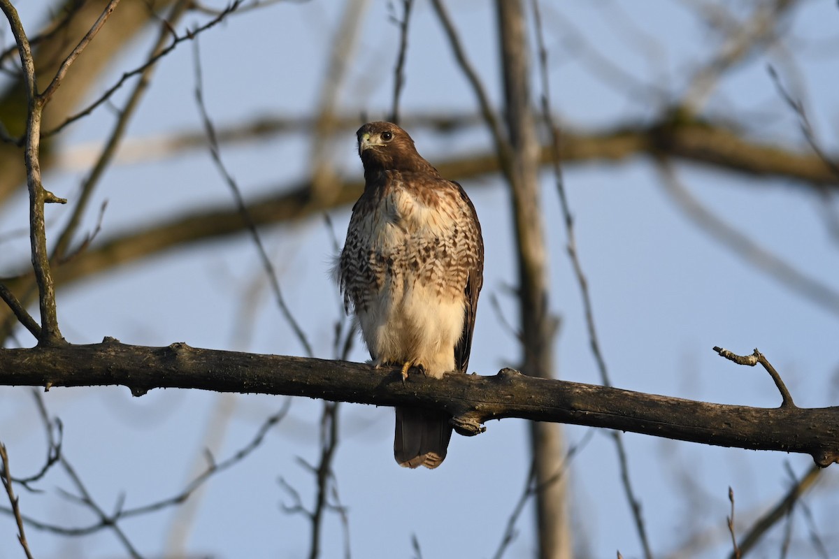 Red-tailed Hawk - ML413291191