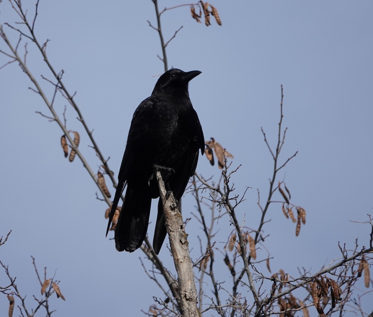 American Crow - dave koehler