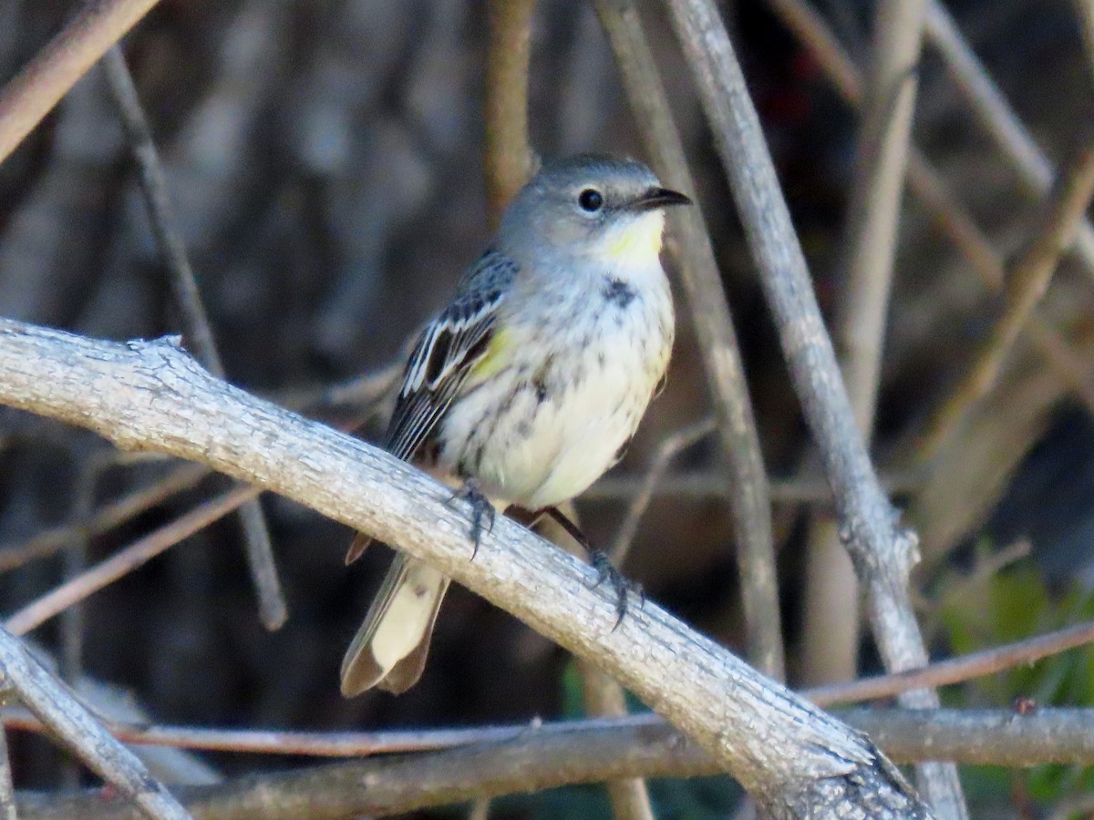 Yellow-rumped Warbler - Donna Bray