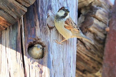 House Sparrow - Gail DeLalla