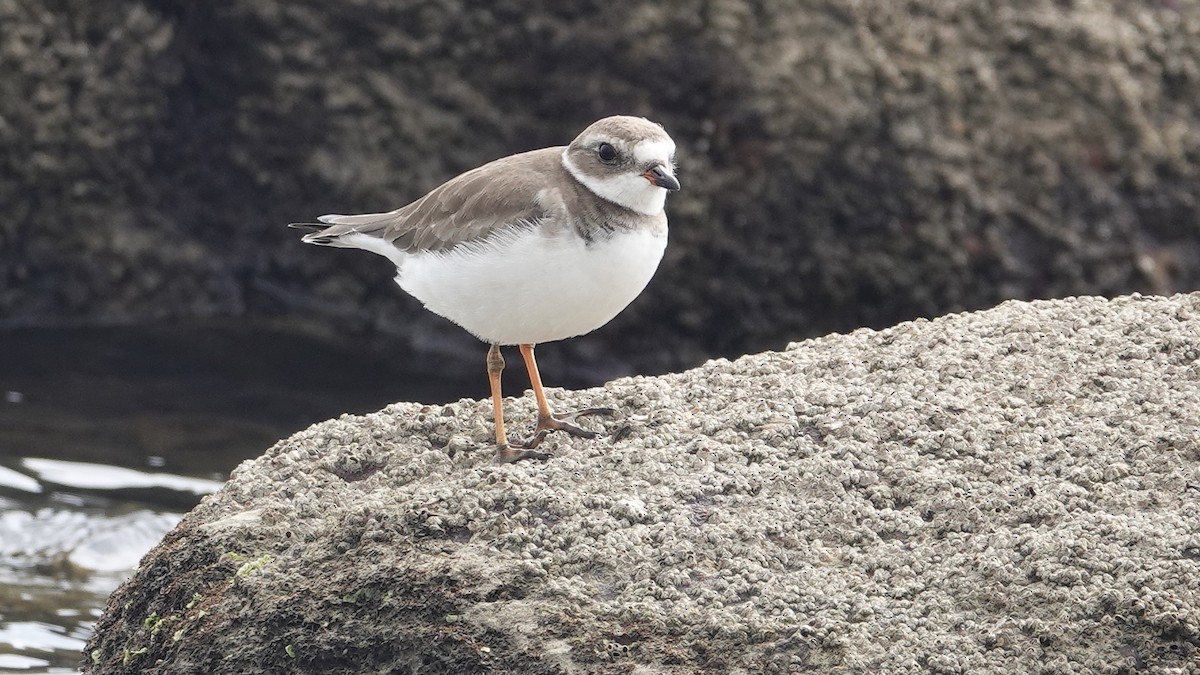 Semipalmated Plover - Quentin Brown
