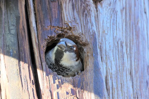 House Sparrow - Gail DeLalla