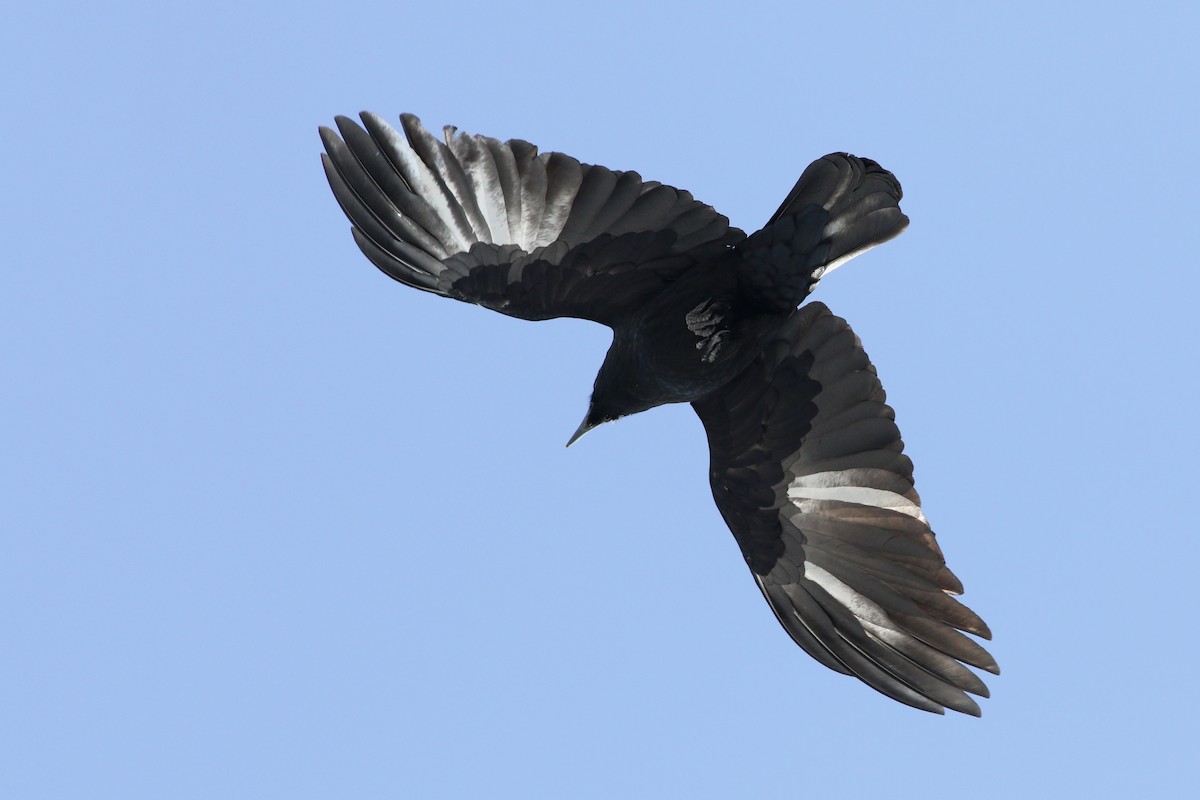 American Crow - ML413302001