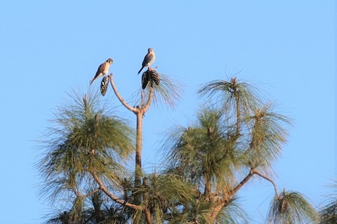 American Kestrel - Gail DeLalla