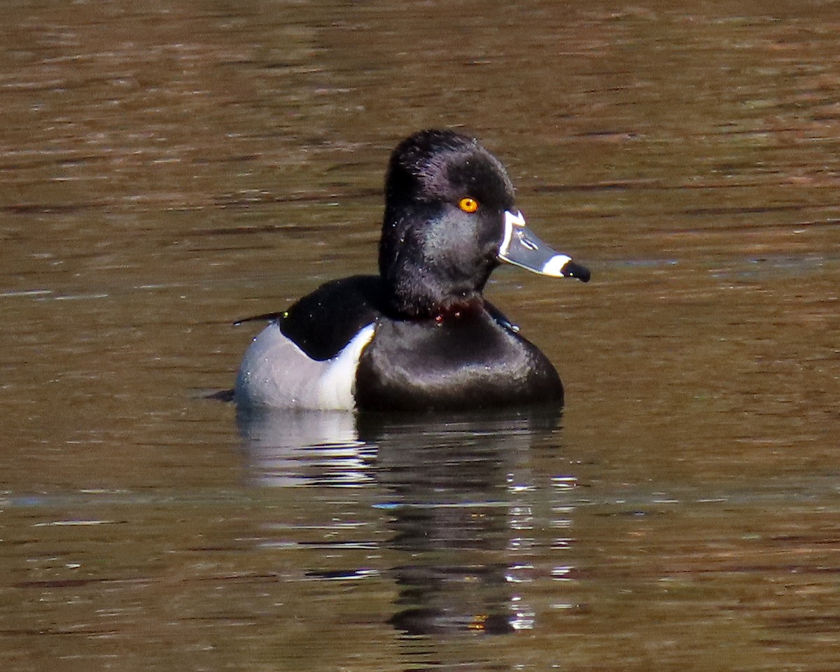 Ring-necked Duck - ML413302991