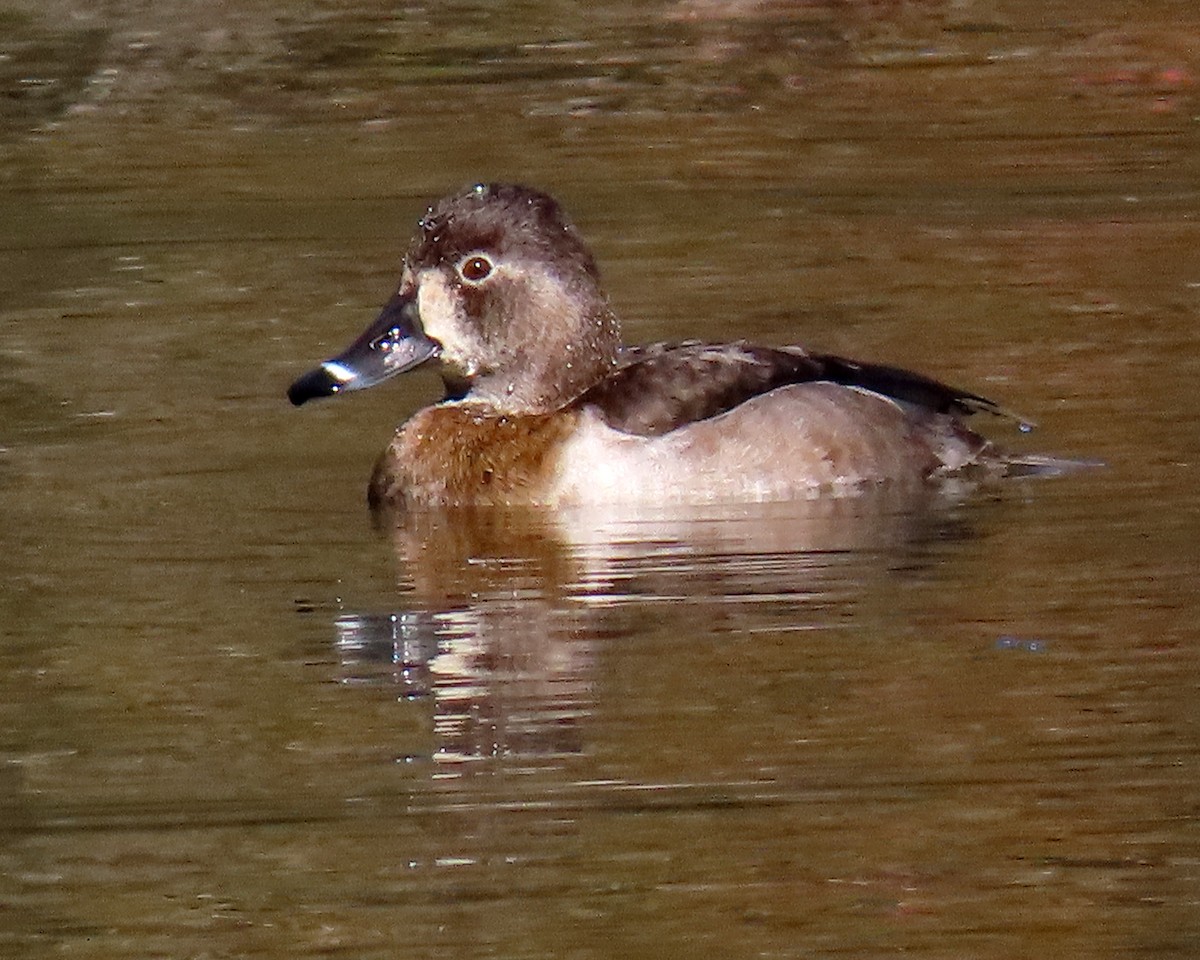 Ring-necked Duck - ML413303041