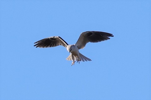 White-tailed Kite - Gail DeLalla