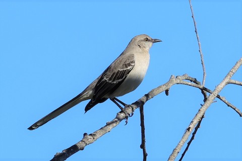 Northern Mockingbird - Gail DeLalla