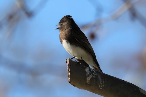 Black Phoebe - Gail DeLalla