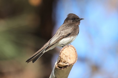 Black Phoebe - Gail DeLalla