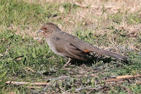 California Towhee - Gail DeLalla