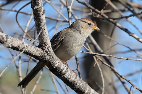 White-crowned Sparrow - Gail DeLalla