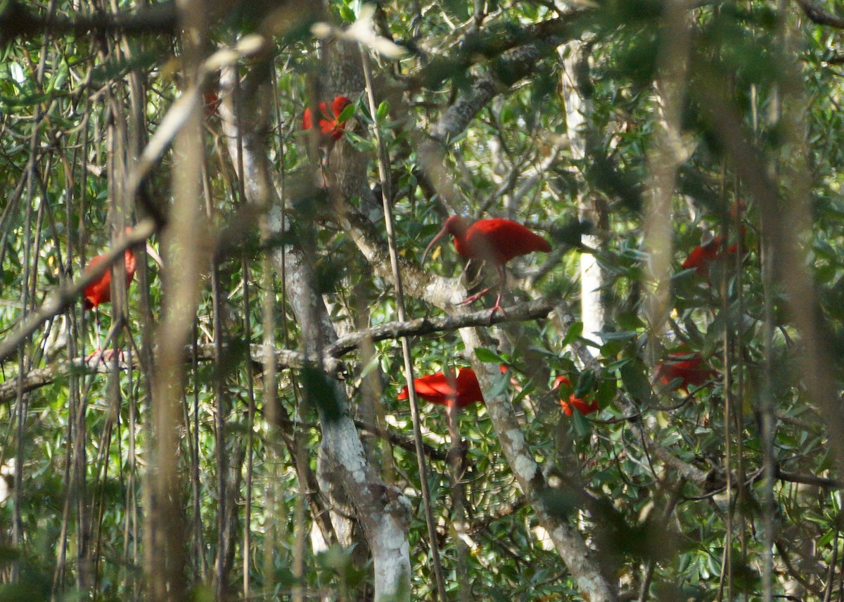 Scarlet Ibis - ML41330541