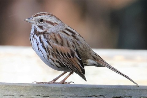 Song Sparrow - Gail DeLalla