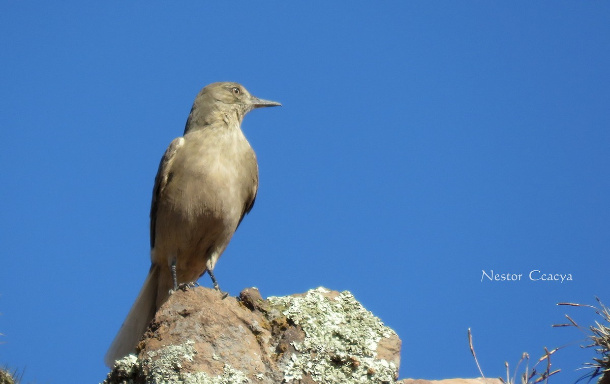 Black-billed Shrike-Tyrant - Nestor Ccacya Baca