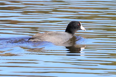 American Coot - Gail DeLalla
