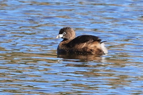 Pied-billed Grebe - Gail DeLalla
