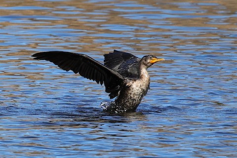 Double-crested Cormorant - Gail DeLalla