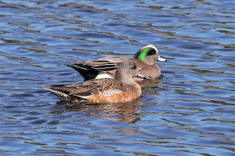 American Wigeon - Gail DeLalla