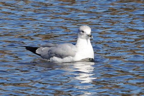 Ring-billed Gull - Gail DeLalla