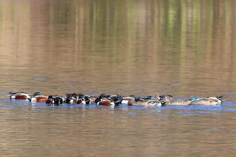 Northern Shoveler - Gail DeLalla