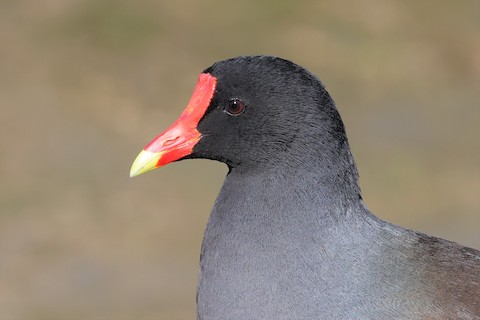 Common Gallinule - Gail DeLalla