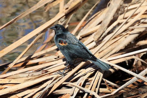Red-winged Blackbird - Gail DeLalla