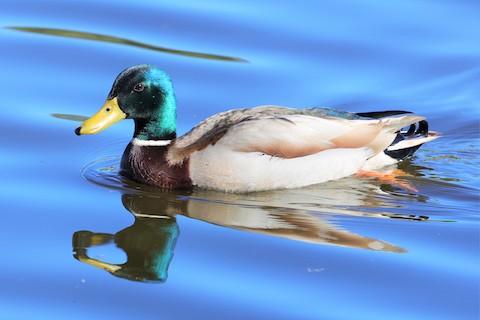 Mallard - Gail DeLalla