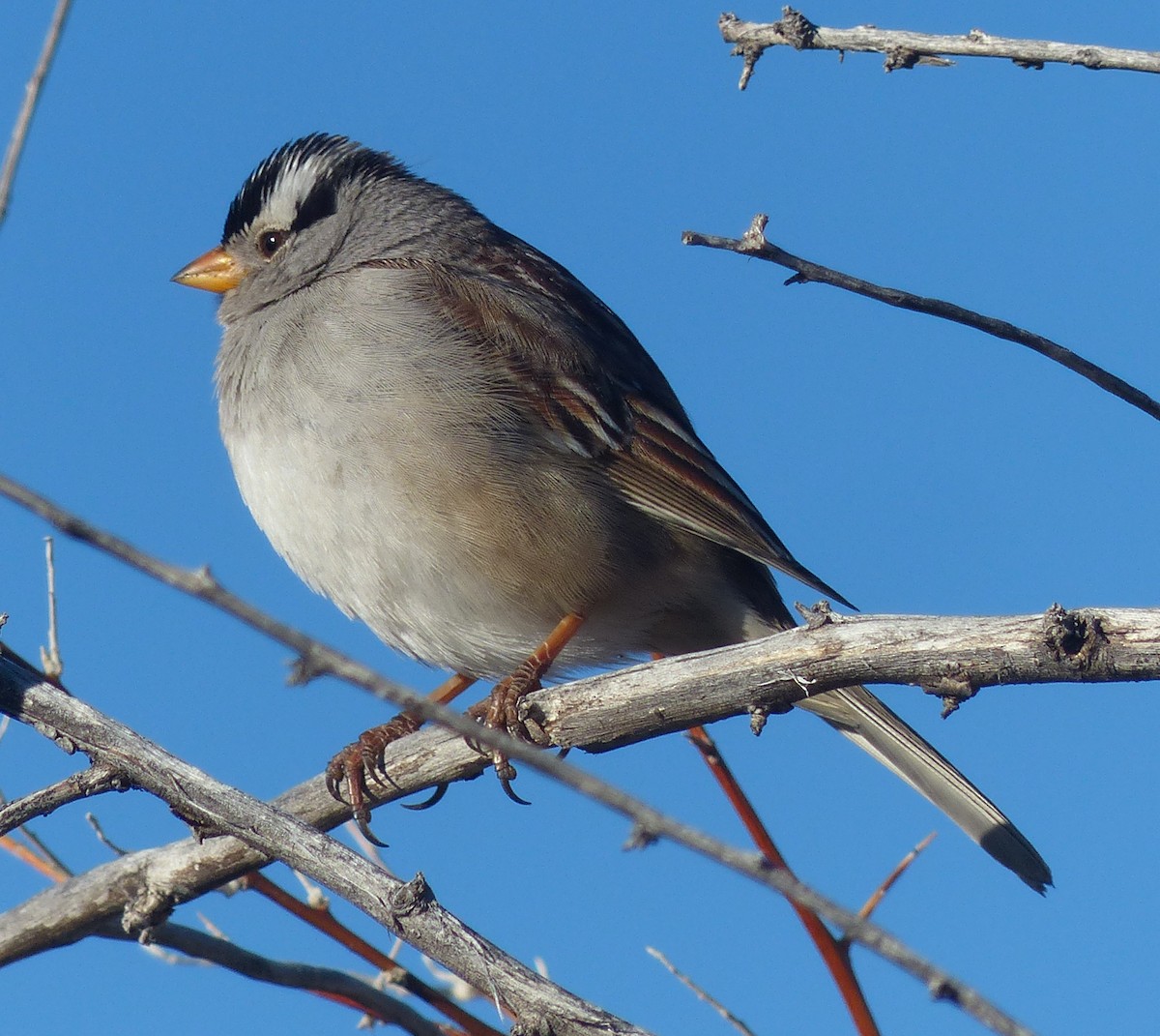 White-crowned Sparrow - ML413312221