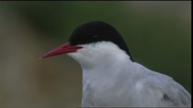 Arctic Tern - ML413315