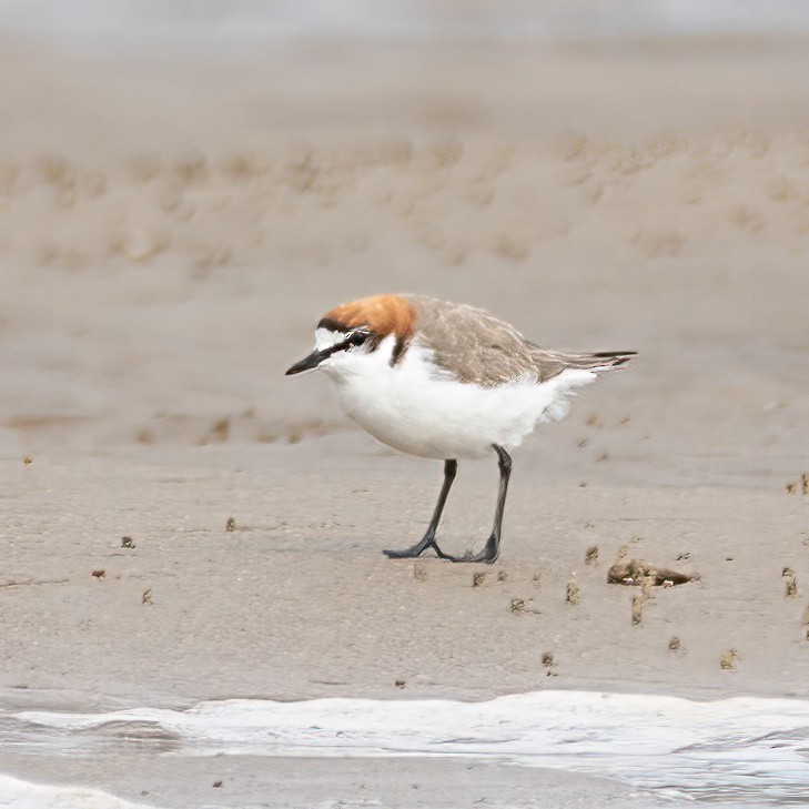Red-capped Plover - ML413320231