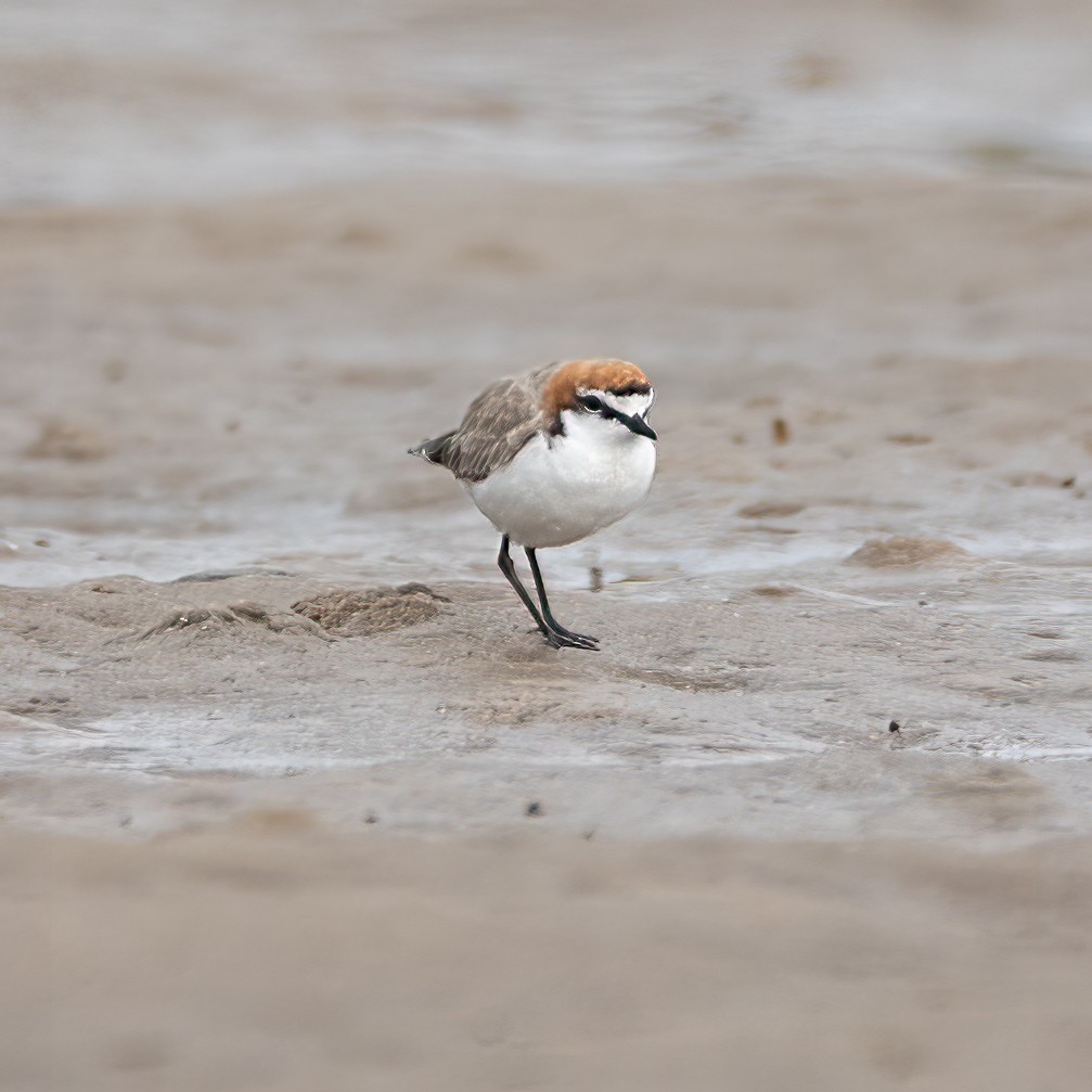Red-capped Plover - ML413320331